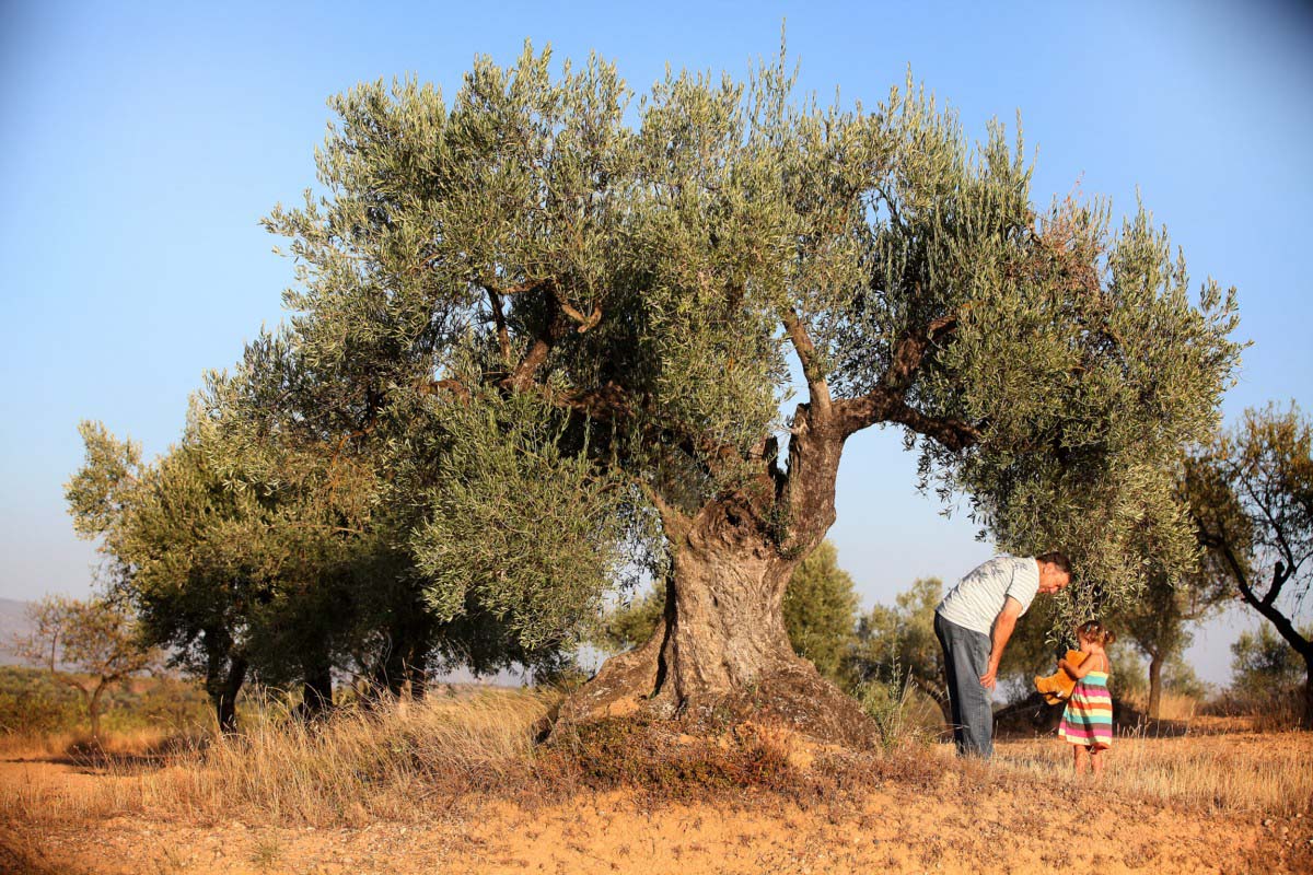 Olivos