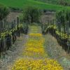 Viñas del Vero 4