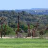 Ruta al Estaño ros Palomos 2