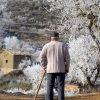 Alquezar. El almendreral del cura