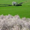 Alquezar. El almendreral del cura 2