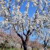 Alquezar. El almendreral del cura 6