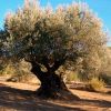 Alquezar. Paseo de las Alquezranas 2