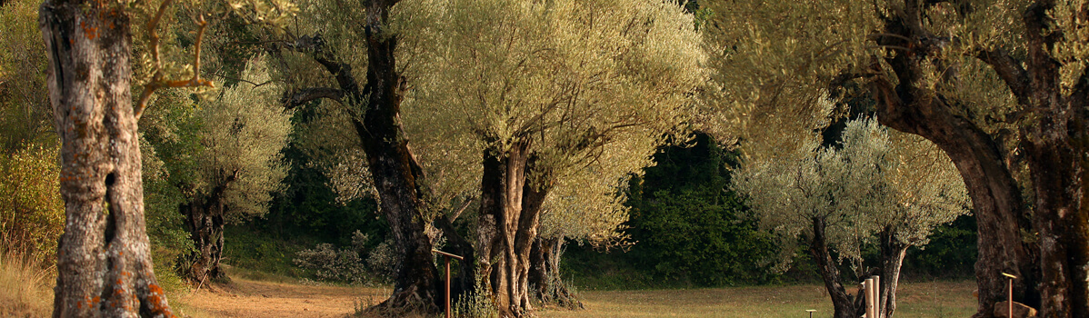 bosque de los olivos