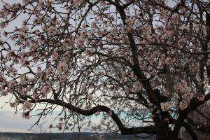 Amandaie del Cura. Alquézar