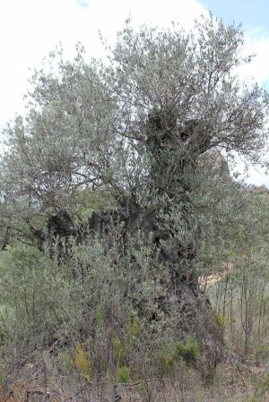 Olivier duMonte del Barón. Azlor