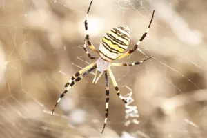 Yesos del Oligoceno / Anticlinal de Barbastro. Barbastro