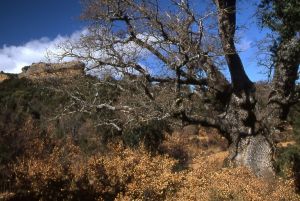 Chêne du portugal de la Paridera de Oliván. Pedruel