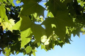 Platane del Puente de las Pilas. El Grado