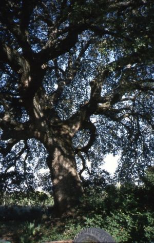 Chêne vert de Cazcarra. Radiquero