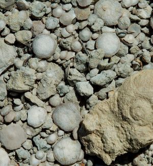 Colline des dineretes de Sevil. Adahuesca