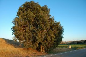 Enebro de Morcate o de los Algarrofales. Barbastro
