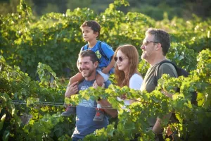 Van wijngaard tot wijngaaran