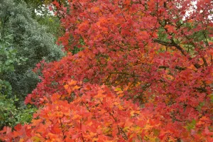 Otoño