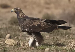 Ruta Congosto de Olvena