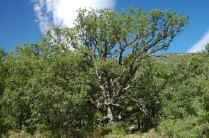 Chêne du portugal de Fondueñas. Las Almunias de Rodellar