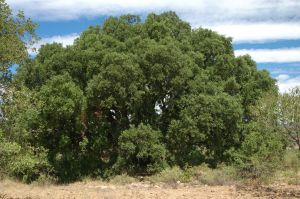 Chêne vert de Miguel. Colungo
