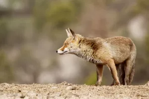 Cerro de la Torreta. Salinas de Hoz