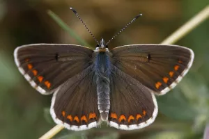 Paseo Geobotánico. Olvena