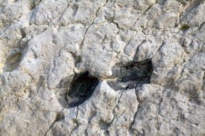 Site paléontologique La Fondota. Abiego