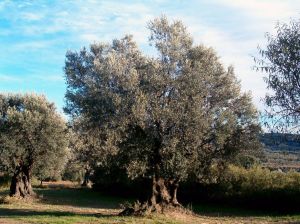 Promenade de las Alquezranas. Alquézar