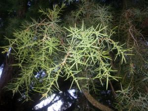 Juniper. Alquézar