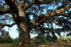 Chêne vert de Roque. Adahuesca