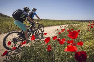 Ruta Bodegas de la Carrodilla