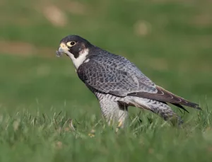 Ruta Tozal de Mallata. Colungo