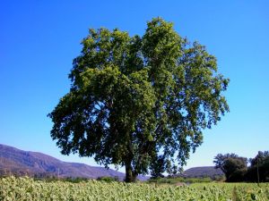 Ruta Árboles y acueductos, El Grado