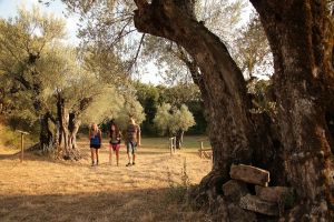 Bosque de los Olivos. Buera
