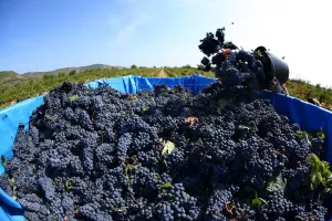The grape and the wine