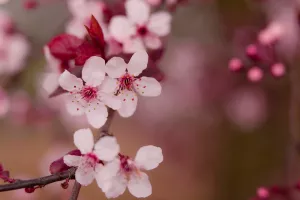 Primavera