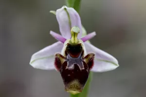 El jardín de las orquídeas. Pozán de Vero - Castillazuelo
