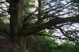 If du Castillo de los Santos. Adahuesca.