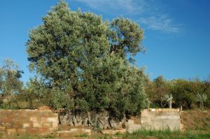 Olivier de Nadal. Colungo