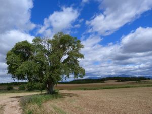 Micocoulier de provence de la Cabañera. Azlor.