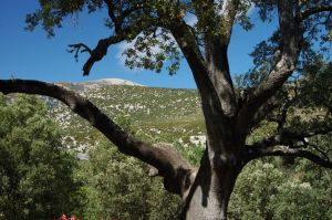 Chêne vert de San Lorenzo. Rodellar