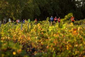 The Somontano Vineyards