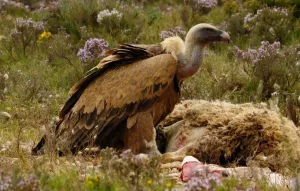 Ruta Mirador de Chimiachas. Alquézar